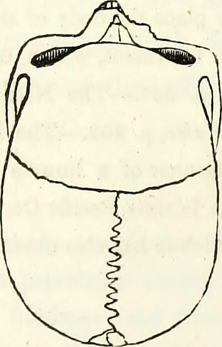 An illustration from Crania americana or, A comparative view of the skulls of various aboriginal nations of North and South America : to which is prefixed an essay on the varities of the human species / by Samuel George Morton., 1839, leaf 270