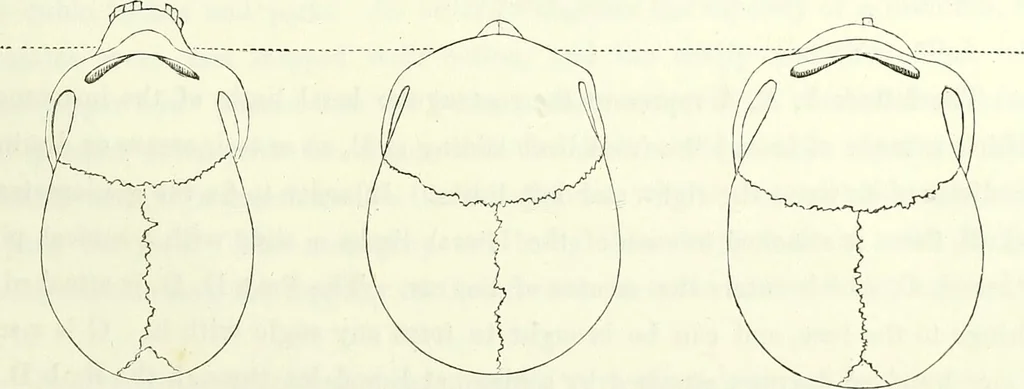 An illustration from Crania americana or, A comparative view of the skulls of various aboriginal nations of North and South America : to which is prefixed an essay on the varities of the human species / by Samuel George Morton., 1839, leaf 273