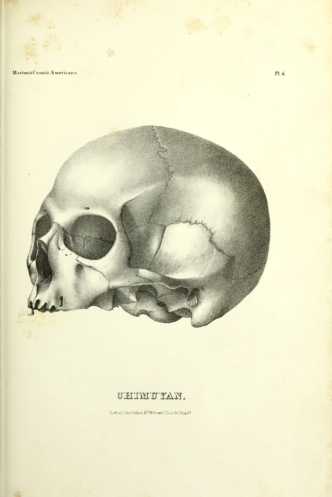 An illustration from Crania americana or, A comparative view of the skulls of various aboriginal nations of North and South America : to which is prefixed an essay on the varities of the human species / by Samuel George Morton., 1839, leaf 329