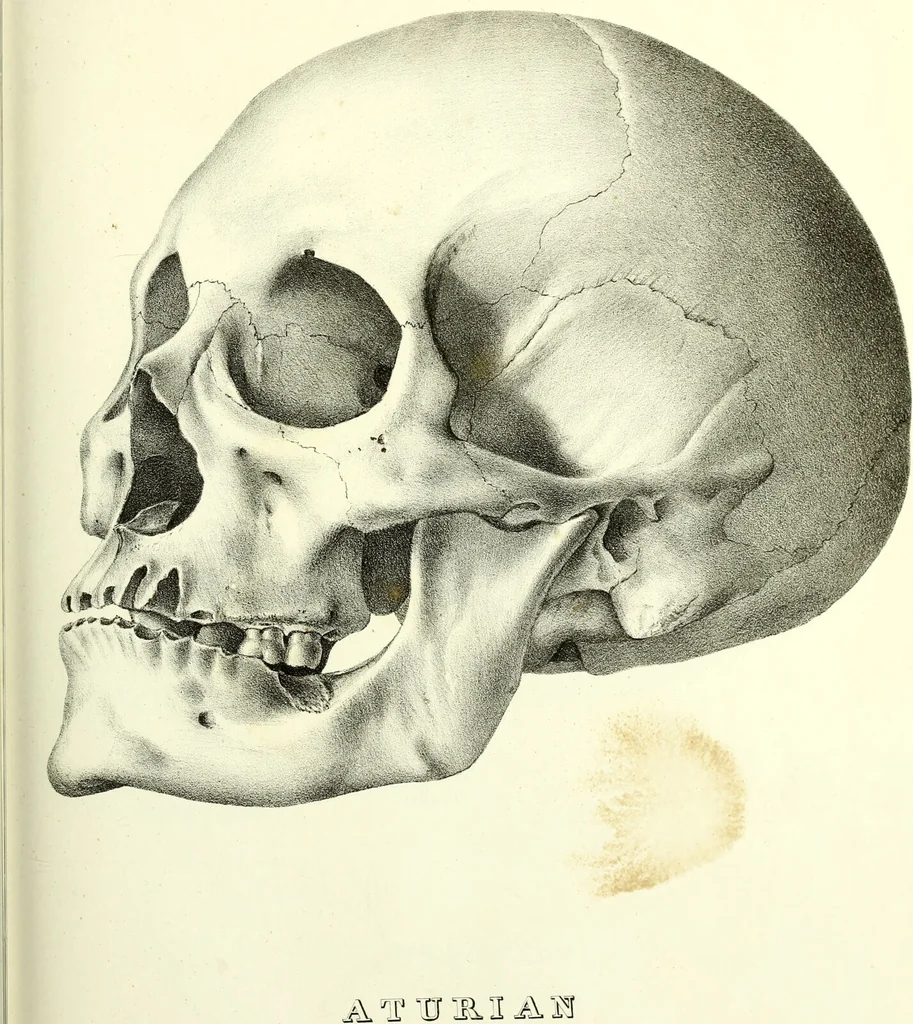 An illustration from Crania americana or, A comparative view of the skulls of various aboriginal nations of North and South America : to which is prefixed an essay on the varities of the human species / by Samuel George Morton., 1839, leaf 349