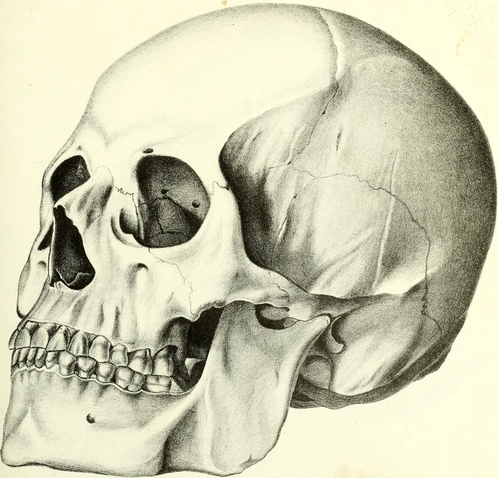 An illustration from Crania americana or, A comparative view of the skulls of various aboriginal nations of North and South America : to which is prefixed an essay on the varities of the human species / by Samuel George Morton., 1839, leaf 353