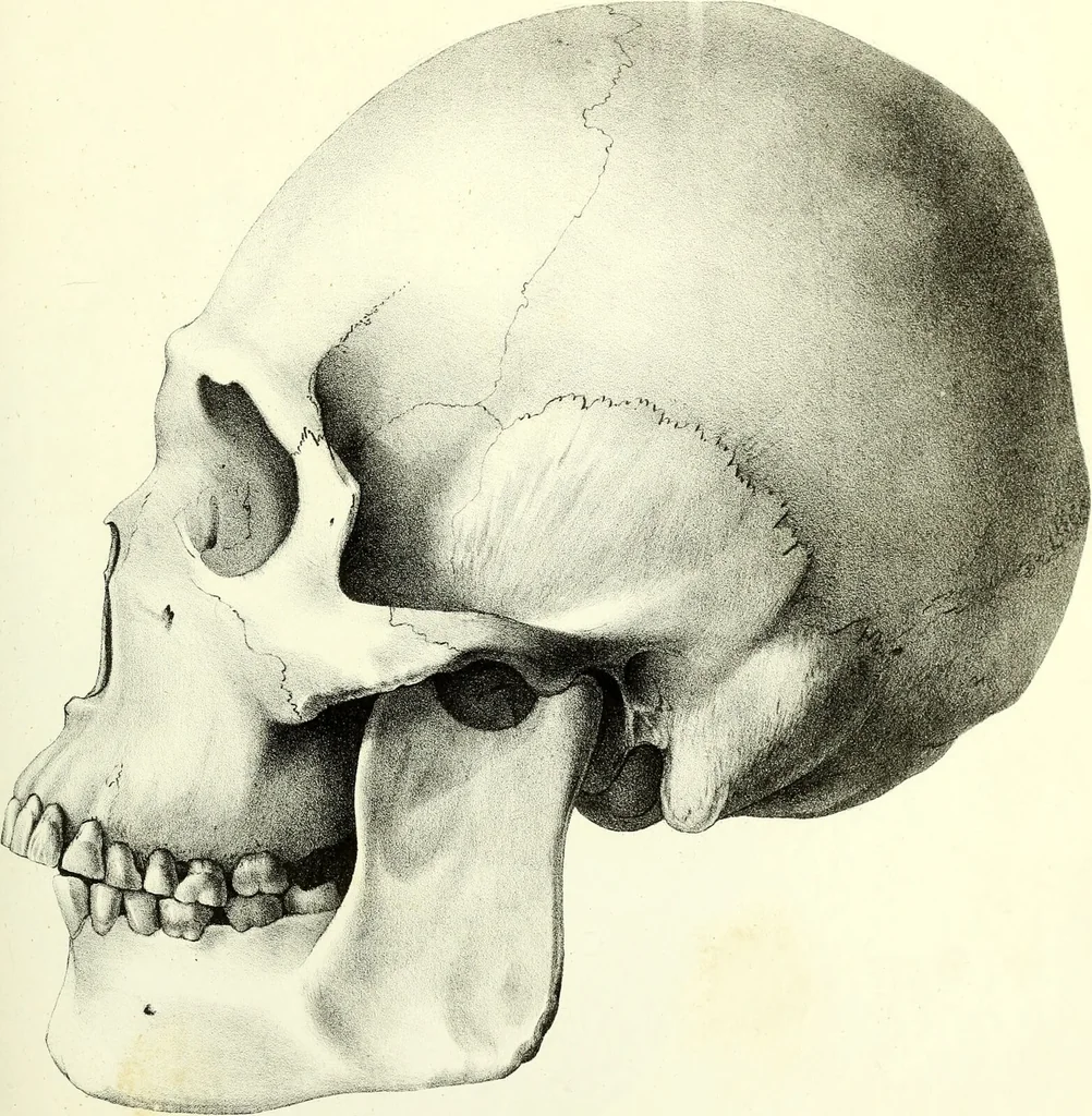 An illustration from Crania americana or, A comparative view of the skulls of various aboriginal nations of North and South America : to which is prefixed an essay on the varities of the human species / by Samuel George Morton., 1839, leaf 355