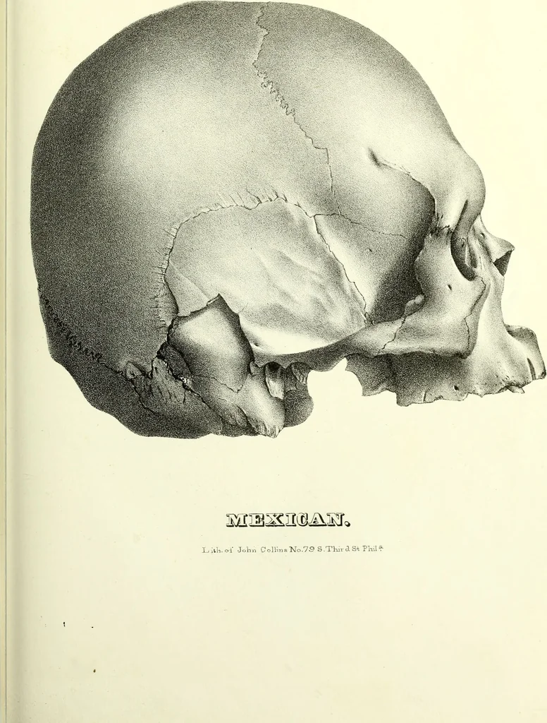 An illustration from Crania americana or, A comparative view of the skulls of various aboriginal nations of North and South America : to which is prefixed an essay on the varities of the human species / by Samuel George Morton., 1839, leaf 359