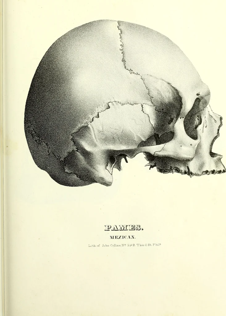 An illustration from Crania americana or, A comparative view of the skulls of various aboriginal nations of North and South America : to which is prefixed an essay on the varities of the human species / by Samuel George Morton., 1839, leaf 361