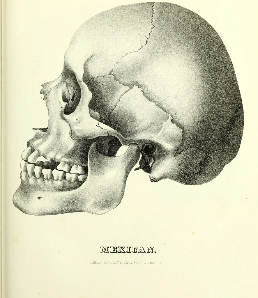An illustration from Crania americana or, A comparative view of the skulls of various aboriginal nations of North and South America : to which is prefixed an essay on the varities of the human species / by Samuel George Morton., 1839, leaf 363
