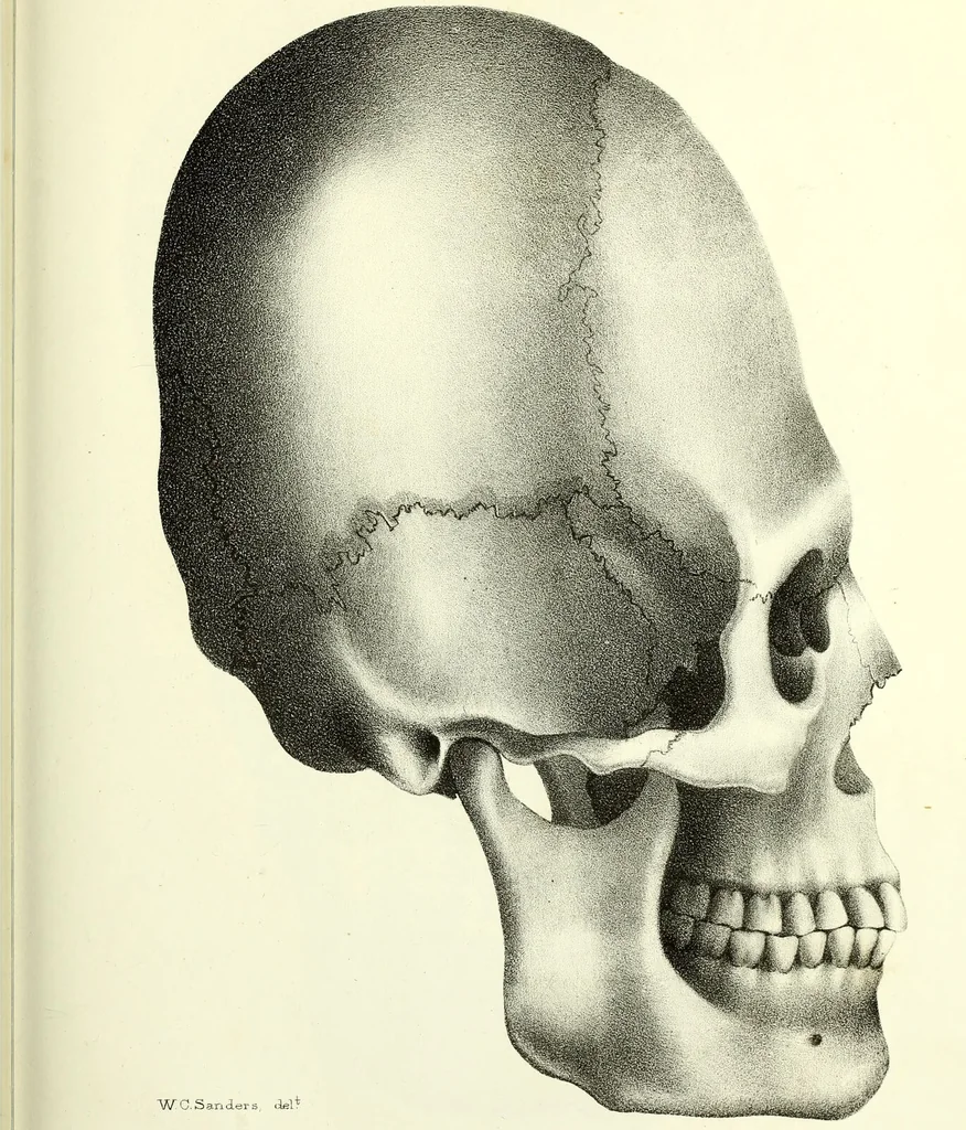 An illustration from Crania americana or, A comparative view of the skulls of various aboriginal nations of North and South America : to which is prefixed an essay on the varities of the human species / by Samuel George Morton., 1839, leaf 369