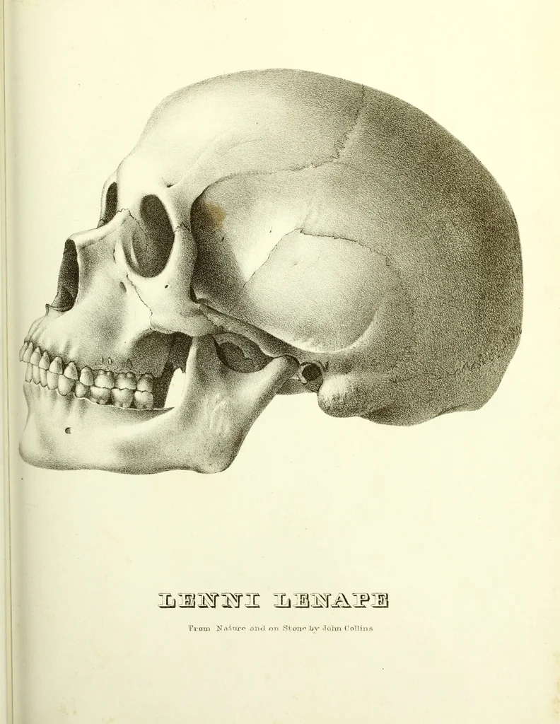An illustration from Crania americana or, A comparative view of the skulls of various aboriginal nations of North and South America : to which is prefixed an essay on the varities of the human species / by Samuel George Morton., 1839, leaf 393