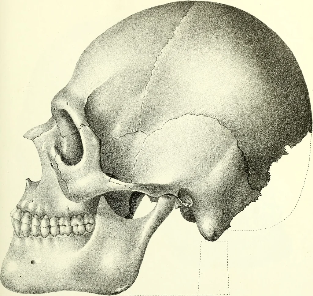 An illustration from Crania americana or, A comparative view of the skulls of various aboriginal nations of North and South America : to which is prefixed an essay on the varities of the human species / by Samuel George Morton., 1839, leaf 435