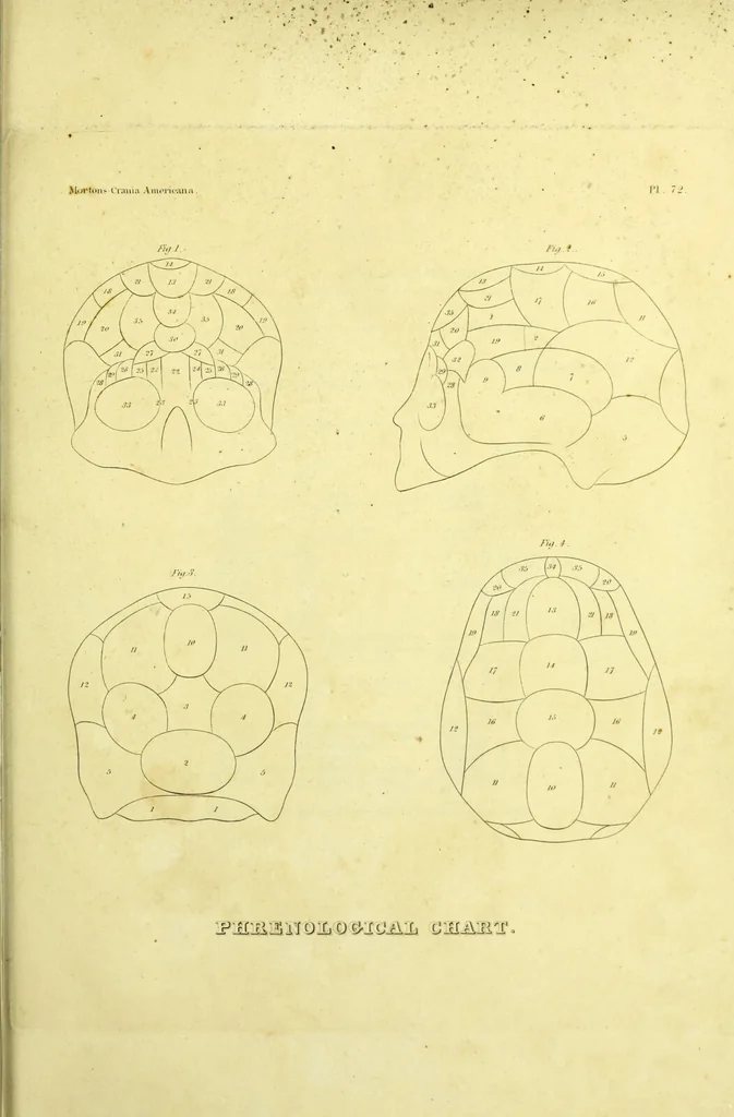 An illustration from Crania americana or, A comparative view of the skulls of various aboriginal nations of North and South America : to which is prefixed an essay on the varities of the human species / by Samuel George Morton., 1839, leaf 473