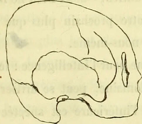 An illustration from Introduction a l'étude philosophique et pratique de la phrénologie., 1845, leaf 71