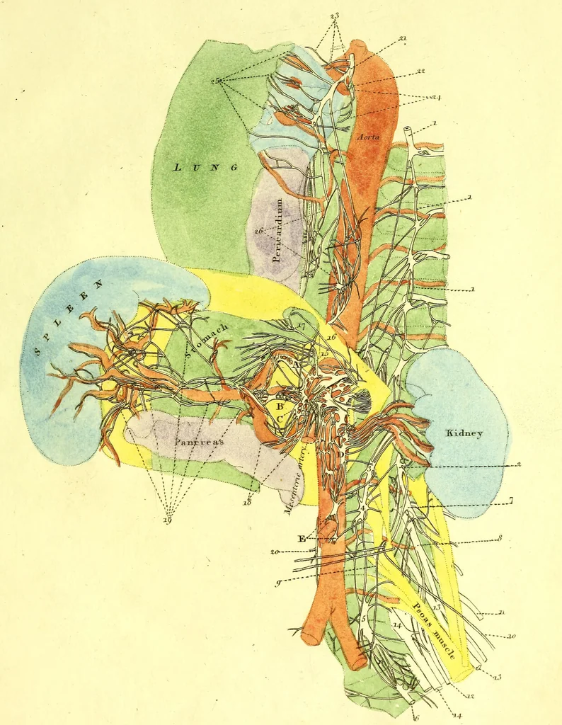 An illustration from Plates of the thoracic and abdominal nerves, reduced from the original ... accompanied by coloured explanations, and a description of the par vagum, great sympathetic and phrenic nerves., 1822, leaf 41