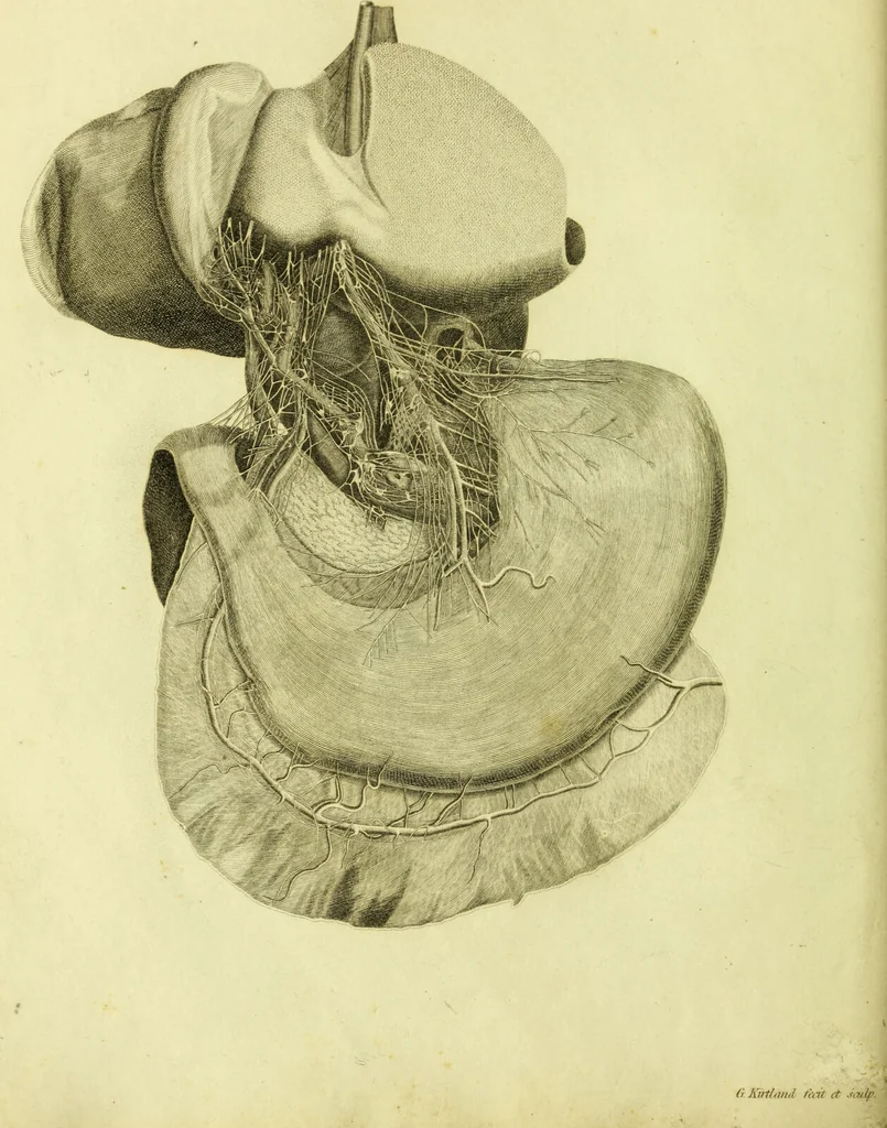 An illustration from Plates of the thoracic and abdominal nerves, reduced from the original ... accompanied by coloured explanations, and a description of the par vagum, great sympathetic and phrenic nerves., 1822, leaf 44