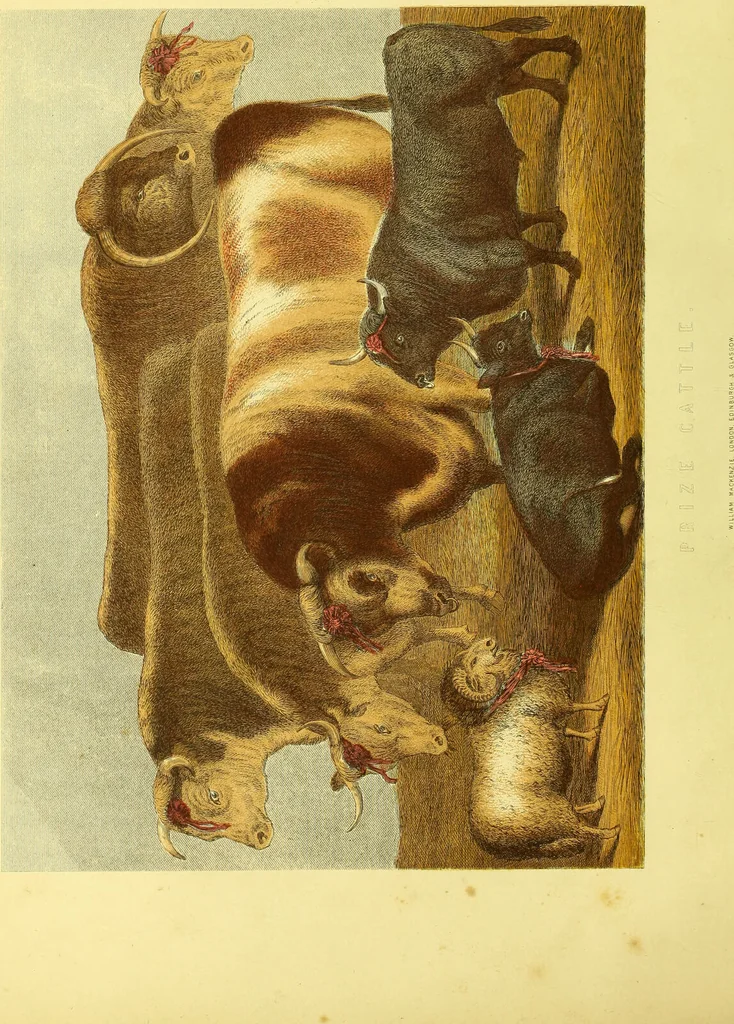 An illustration from Modern practical farriery : a complete guide to all that relates to the horse; its history, varieties, and uses, breaking, training, feeding, stabling, and grooming, how to buy, keep and treat a horse in health and disease ... forming a complete system of the veterinary art, as a present practised at the Royal Veterinary College, London / by W.J. Miles ... with numerous illustrations and a series of anatomical plates, engraved from the original drawings from nature, by Benjamin Herring. To which is added an essay on the diseases and management of cattle, sheep, and pigs / by J.I. Lupton., 1885, leaf 10