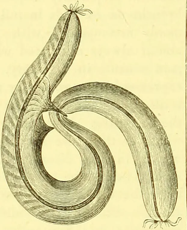 An illustration from Modern practical farriery : a complete guide to all that relates to the horse; its history, varieties, and uses, breaking, training, feeding, stabling, and grooming, how to buy, keep and treat a horse in health and disease ... forming a complete system of the veterinary art, as a present practised at the Royal Veterinary College, London / by W.J. Miles ... with numerous illustrations and a series of anatomical plates, engraved from the original drawings from nature, by Benjamin Herring. To which is added an essay on the diseases and management of cattle, sheep, and pigs / by J.I. Lupton., 1885, leaf 344