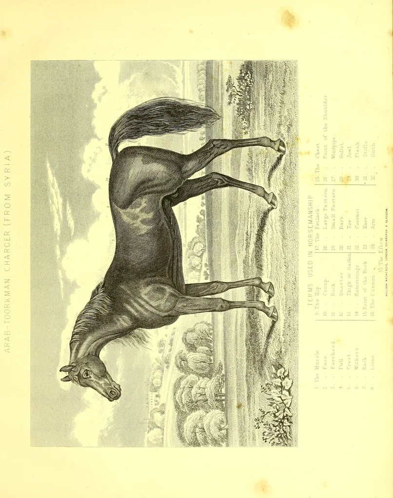 An illustration from Modern practical farriery : a complete guide to all that relates to the horse; its history, varieties, and uses, breaking, training, feeding, stabling, and grooming, how to buy, keep and treat a horse in health and disease ... forming a complete system of the veterinary art, as a present practised at the Royal Veterinary College, London / by W.J. Miles ... with numerous illustrations and a series of anatomical plates, engraved from the original drawings from nature, by Benjamin Herring. To which is added an essay on the diseases and management of cattle, sheep, and pigs / by J.I. Lupton., 1885, leaf 35