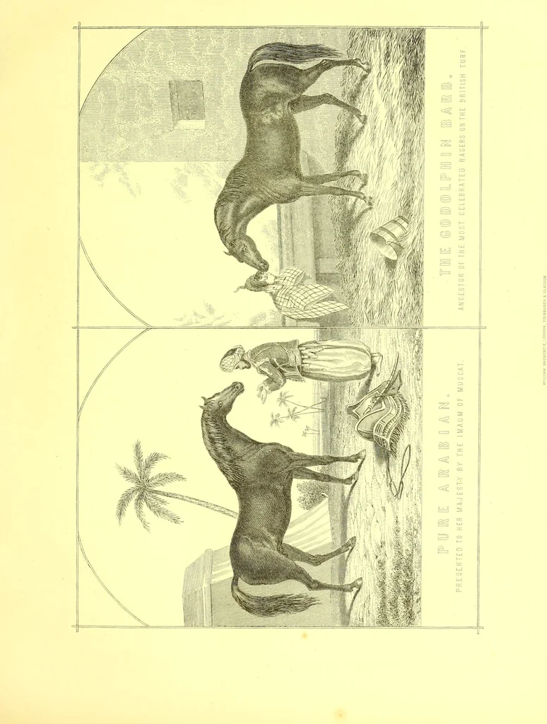 An illustration from Modern practical farriery : a complete guide to all that relates to the horse; its history, varieties, and uses, breaking, training, feeding, stabling, and grooming, how to buy, keep and treat a horse in health and disease ... forming a complete system of the veterinary art, as a present practised at the Royal Veterinary College, London / by W.J. Miles ... with numerous illustrations and a series of anatomical plates, engraved from the original drawings from nature, by Benjamin Herring. To which is added an essay on the diseases and management of cattle, sheep, and pigs / by J.I. Lupton., 1885, leaf 49