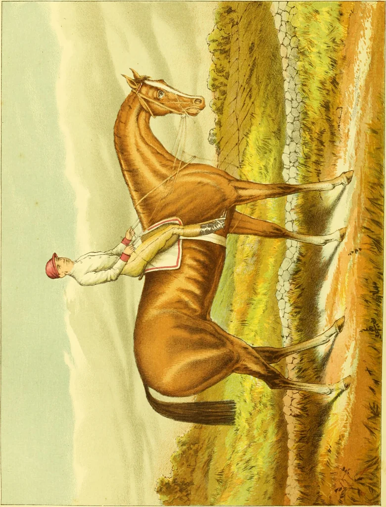 An illustration from Modern practical farriery : a complete guide to all that relates to the horse; its history, varieties, and uses, breaking, training, feeding, stabling, and grooming, how to buy, keep and treat a horse in health and disease ... forming a complete system of the veterinary art, as a present practised at the Royal Veterinary College, London / by W.J. Miles ... with numerous illustrations and a series of anatomical plates, engraved from the original drawings from nature, by Benjamin Herring. To which is added an essay on the diseases and management of cattle, sheep, and pigs / by J.I. Lupton., 1885, leaf 552