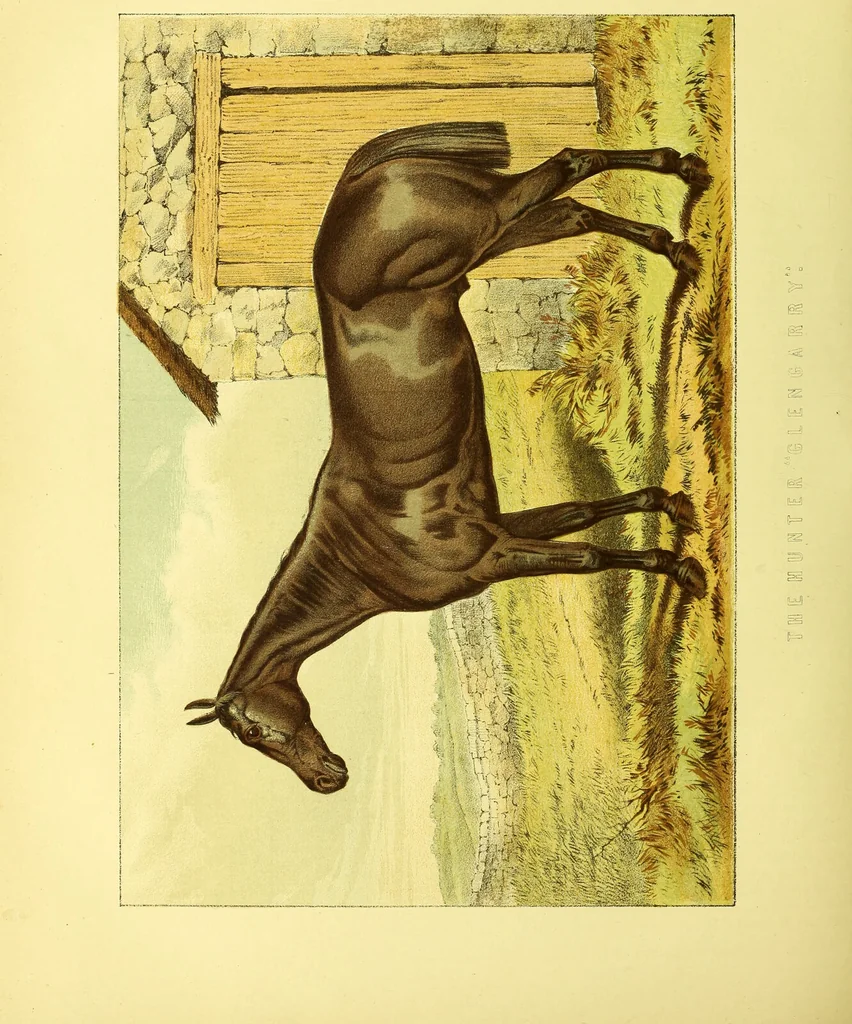 An illustration from Modern practical farriery : a complete guide to all that relates to the horse; its history, varieties, and uses, breaking, training, feeding, stabling, and grooming, how to buy, keep and treat a horse in health and disease ... forming a complete system of the veterinary art, as a present practised at the Royal Veterinary College, London / by W.J. Miles ... with numerous illustrations and a series of anatomical plates, engraved from the original drawings from nature, by Benjamin Herring. To which is added an essay on the diseases and management of cattle, sheep, and pigs / by J.I. Lupton., 1885, leaf 564