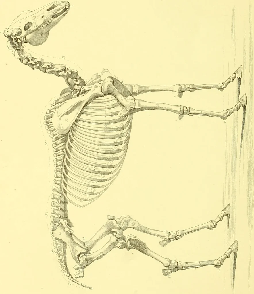 An illustration from Modern practical farriery : a complete guide to all that relates to the horse; its history, varieties, and uses, breaking, training, feeding, stabling, and grooming, how to buy, keep and treat a horse in health and disease ... forming a complete system of the veterinary art, as a present practised at the Royal Veterinary College, London / by W.J. Miles ... with numerous illustrations and a series of anatomical plates, engraved from the original drawings from nature, by Benjamin Herring. To which is added an essay on the diseases and management of cattle, sheep, and pigs / by J.I. Lupton., 1885, leaf 584