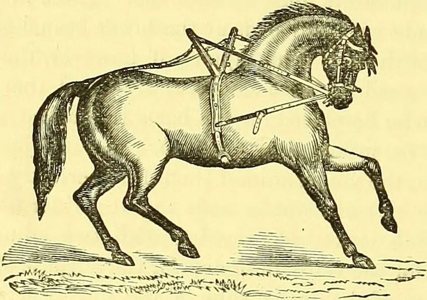 An illustration from Modern practical farriery : a complete guide to all that relates to the horse; its history, varieties, and uses, breaking, training, feeding, stabling, and grooming, how to buy, keep and treat a horse in health and disease ... forming a complete system of the veterinary art, as a present practised at the Royal Veterinary College, London / by W.J. Miles ... with numerous illustrations and a series of anatomical plates, engraved from the original drawings from nature, by Benjamin Herring. To which is added an essay on the diseases and management of cattle, sheep, and pigs / by J.I. Lupton., 1885, leaf 98