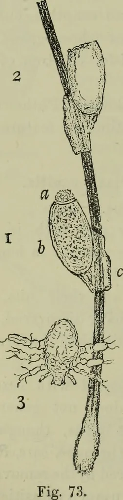 An illustration from A treatise on diseases of the skin with special reference to their diagnosis and treatment : including an analysis of 12,000 consecutive cases / Thomas McCall Anderson., 1894, leaf 668