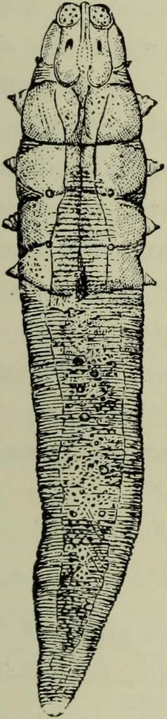 An illustration from A treatise on diseases of the skin with special reference to their diagnosis and treatment : including an analysis of 12,000 consecutive cases / Thomas McCall Anderson., 1894, leaf 675