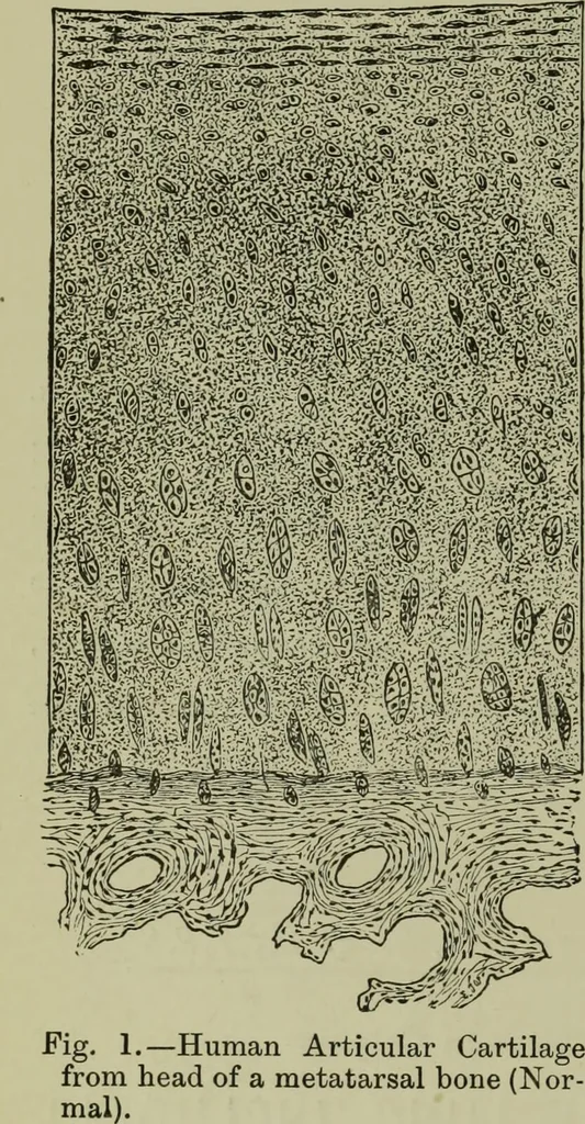 An illustration from A treatise on diseases of the skin with special reference to their diagnosis and treatment : including an analysis of 12,000 consecutive cases / Thomas McCall Anderson., 1894, leaf 812
