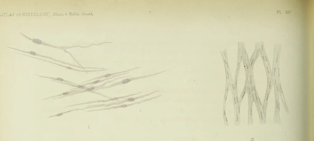 An illustration from Atlas of histology / by E. Klein and E. Noble Smith., 1880, leaf 128