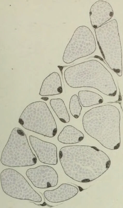 An illustration from Atlas of histology / by E. Klein and E. Noble Smith., 1880, leaf 131