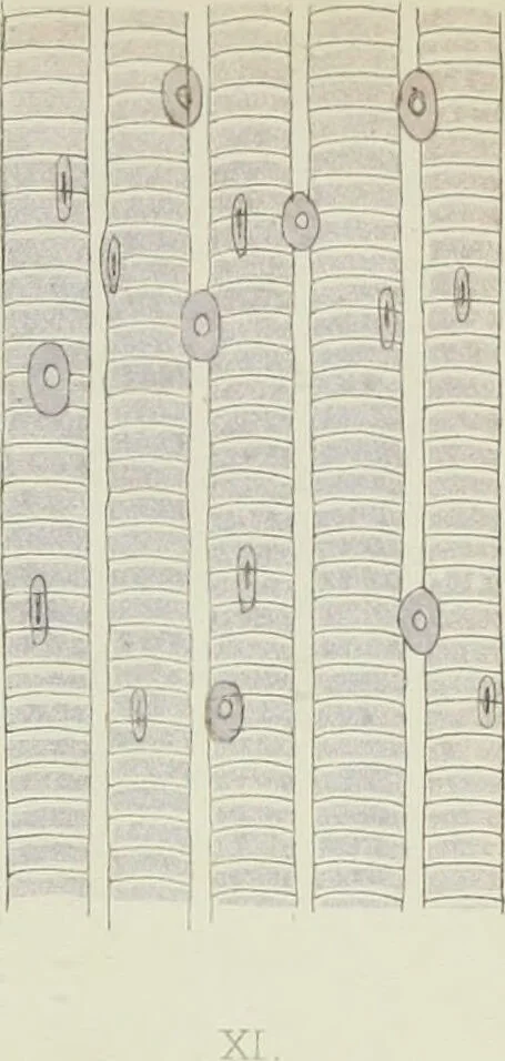 An illustration from Atlas of histology / by E. Klein and E. Noble Smith., 1880, leaf 131