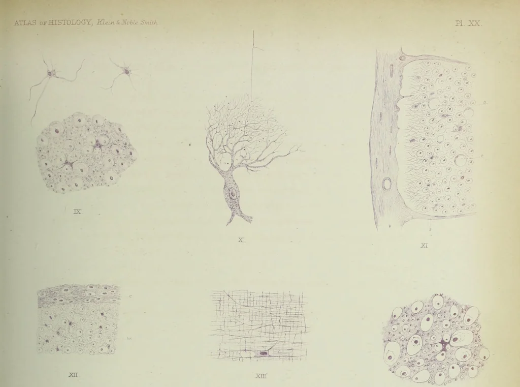 An illustration from Atlas of histology / by E. Klein and E. Noble Smith., 1880, leaf 159