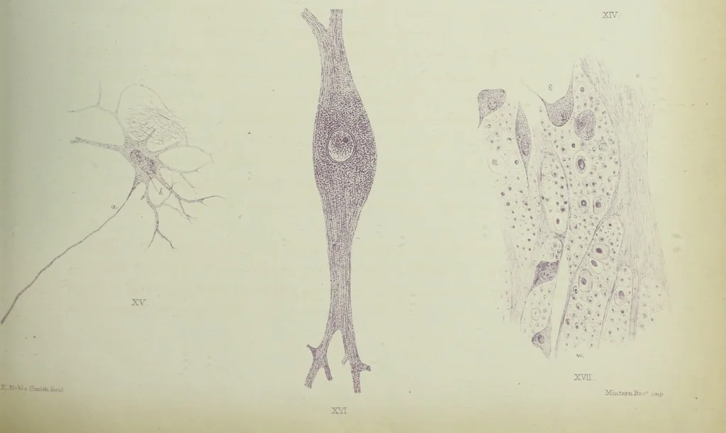 An illustration from Atlas of histology / by E. Klein and E. Noble Smith., 1880, leaf 159