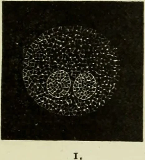 An illustration from Atlas of histology / by E. Klein and E. Noble Smith., 1880, leaf 18
