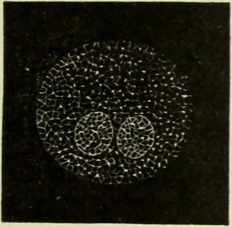 An illustration from Atlas of histology / by E. Klein and E. Noble Smith., 1880, leaf 18
