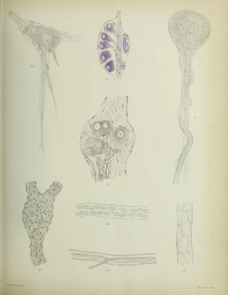 An illustration from Atlas of histology / by E. Klein and E. Noble Smith., 1880, leaf 185