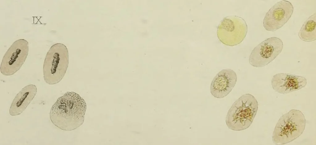 An illustration from Atlas of histology / by E. Klein and E. Noble Smith., 1880, leaf 19