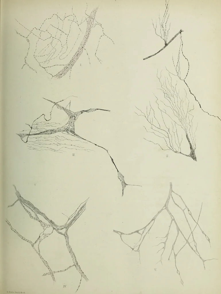 An illustration from Atlas of histology / by E. Klein and E. Noble Smith., 1880, leaf 199