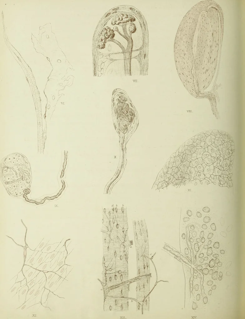 An illustration from Atlas of histology / by E. Klein and E. Noble Smith., 1880, leaf 202