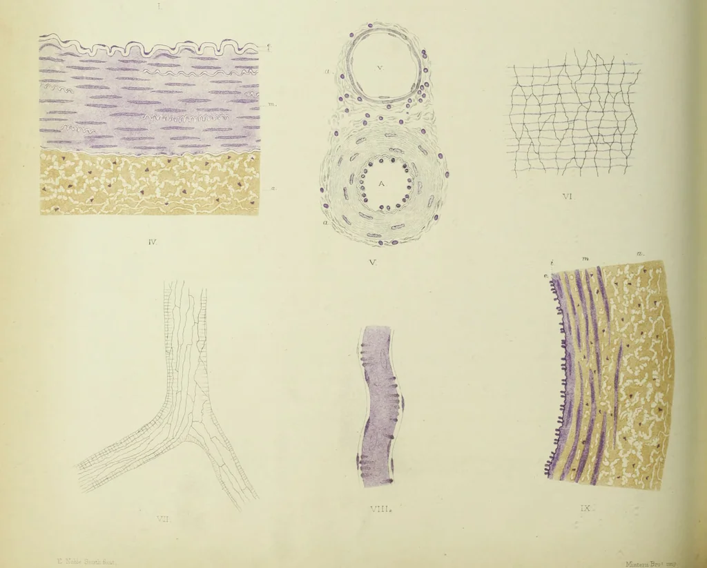 An illustration from Atlas of histology / by E. Klein and E. Noble Smith., 1880, leaf 218