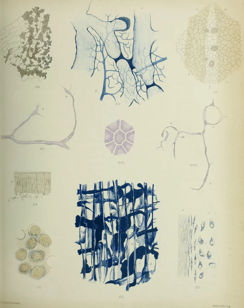An illustration from Atlas of histology / by E. Klein and E. Noble Smith., 1880, leaf 255