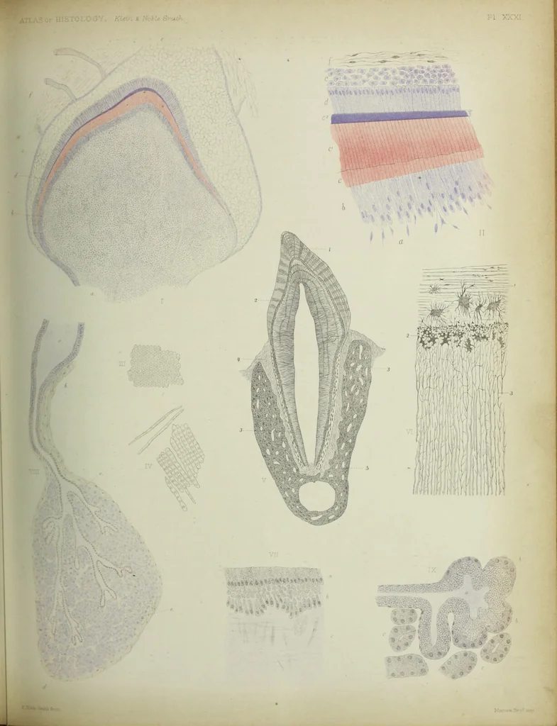 An illustration from Atlas of histology / by E. Klein and E. Noble Smith., 1880, leaf 287