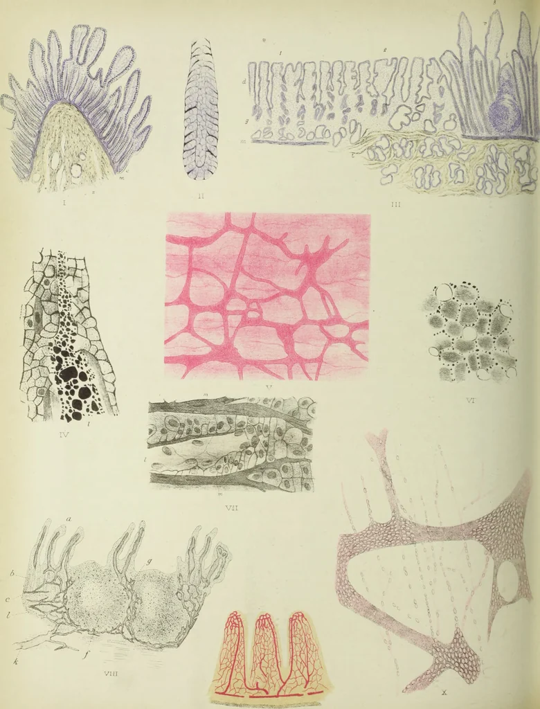 An illustration from Atlas of histology / by E. Klein and E. Noble Smith., 1880, leaf 316