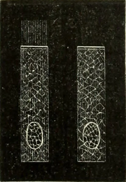 An illustration from Atlas of histology / by E. Klein and E. Noble Smith., 1880, leaf 32