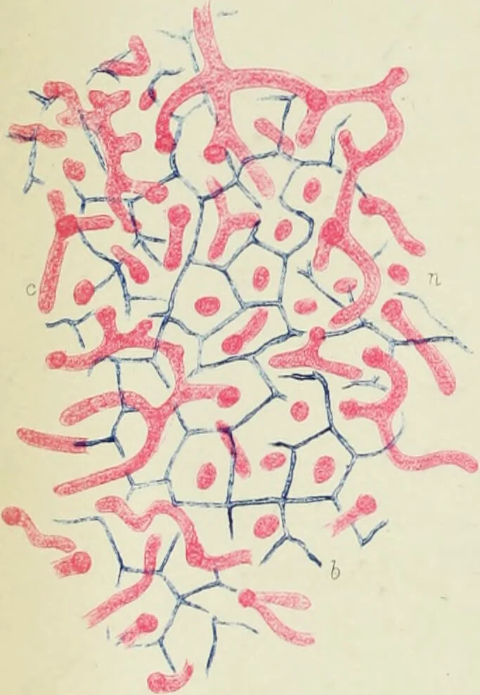 An illustration from Atlas of histology / by E. Klein and E. Noble Smith., 1880, leaf 320