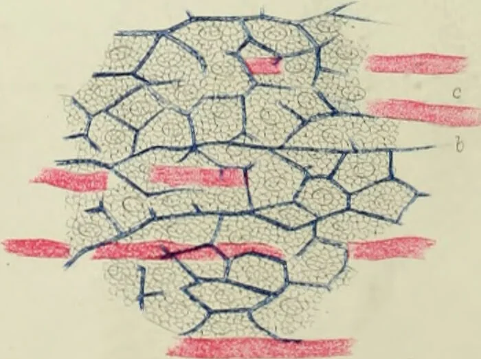 An illustration from Atlas of histology / by E. Klein and E. Noble Smith., 1880, leaf 320