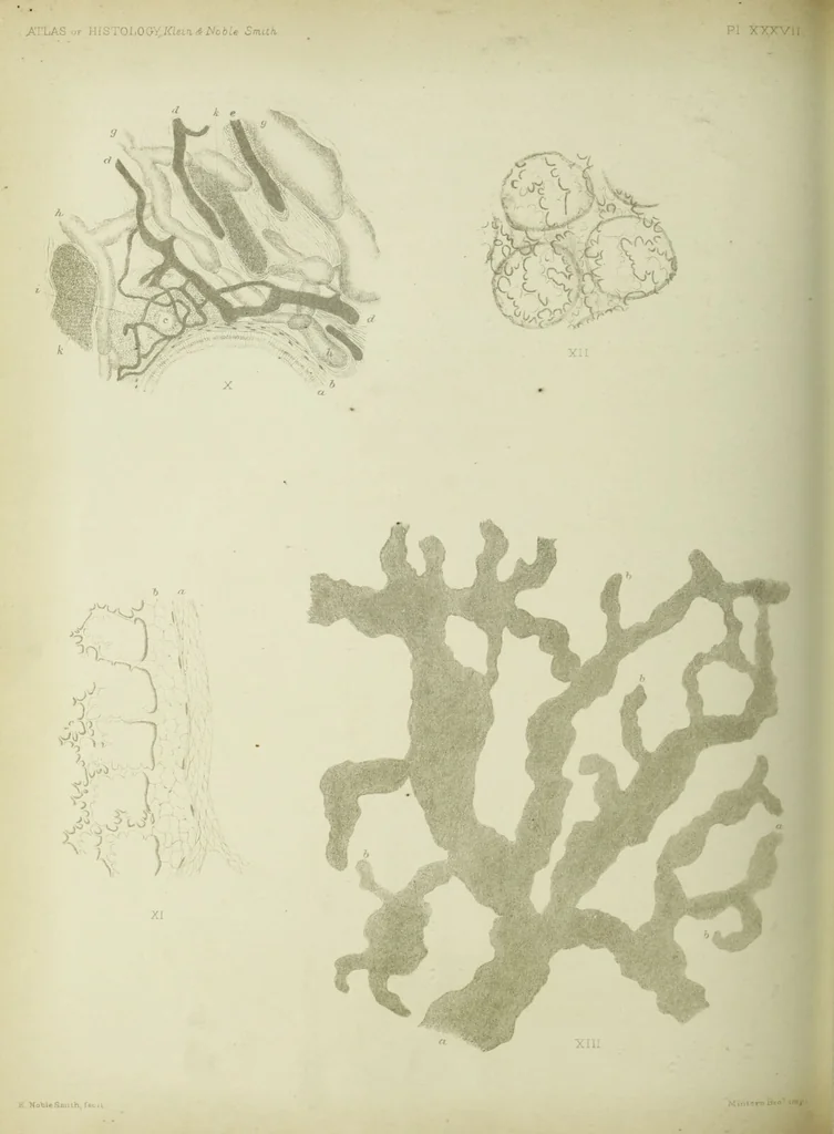 An illustration from Atlas of histology / by E. Klein and E. Noble Smith., 1880, leaf 340