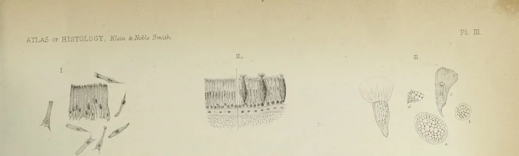 An illustration from Atlas of histology / by E. Klein and E. Noble Smith., 1880, leaf 35