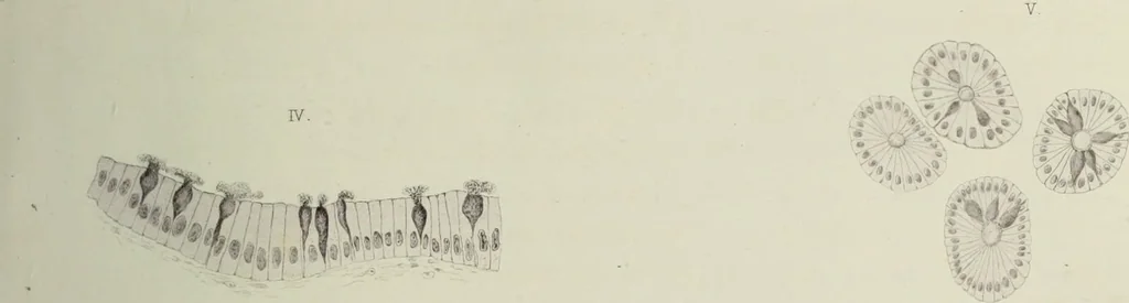 An illustration from Atlas of histology / by E. Klein and E. Noble Smith., 1880, leaf 35