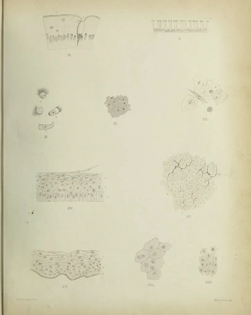An illustration from Atlas of histology / by E. Klein and E. Noble Smith., 1880, leaf 39