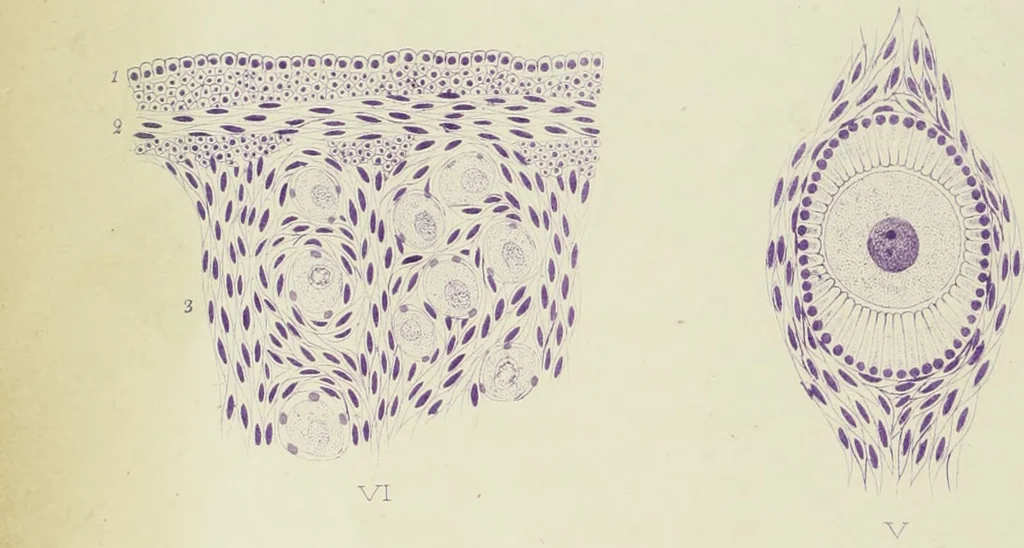 An illustration from Atlas of histology / by E. Klein and E. Noble Smith., 1880, leaf 402